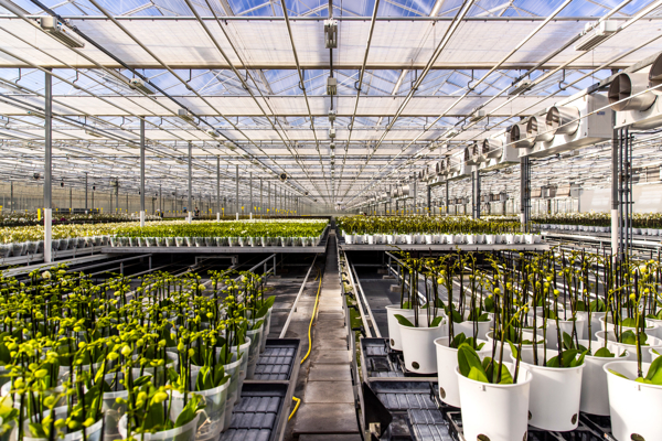 Orchids on rolling containers in a greenhouse