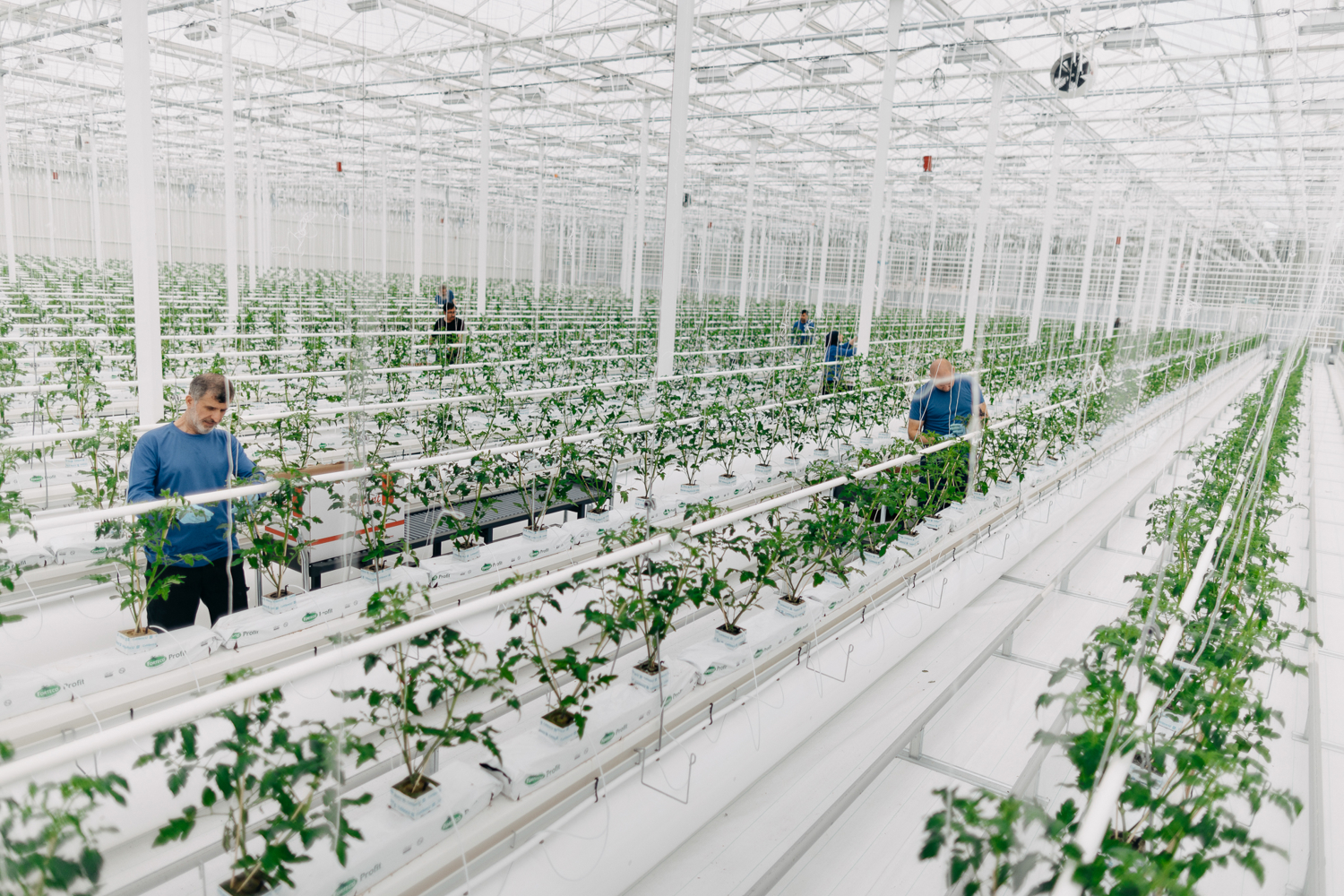 men working in a greenhouse