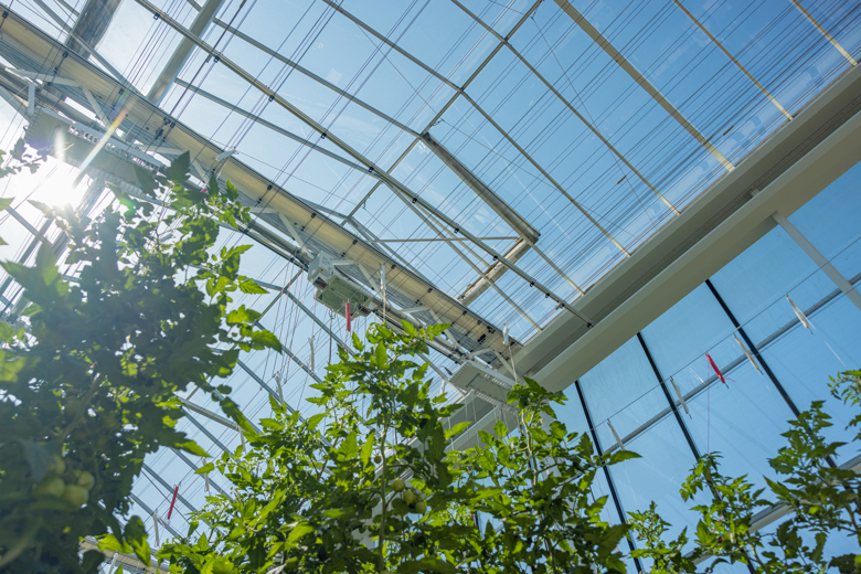 من أسفل المنظر في الدفيئة إلى أعلى من خلال السطح الزجاجي