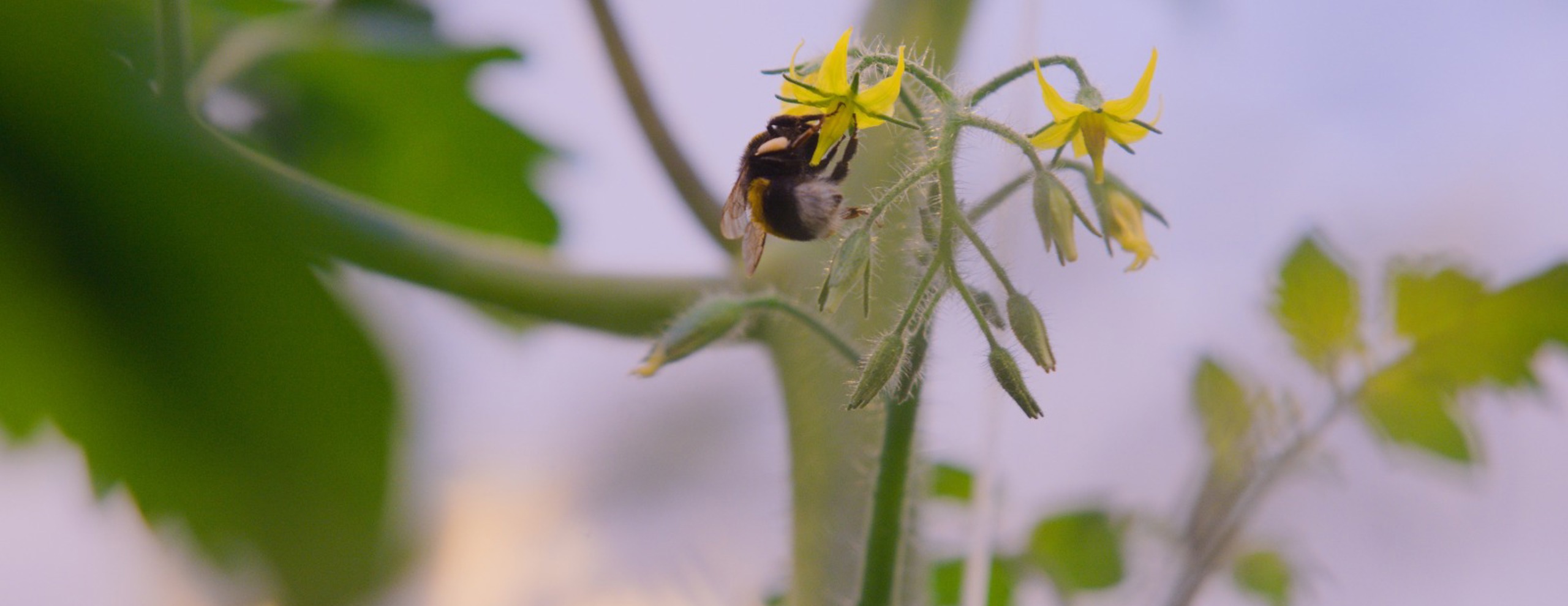 bee on flower of plant