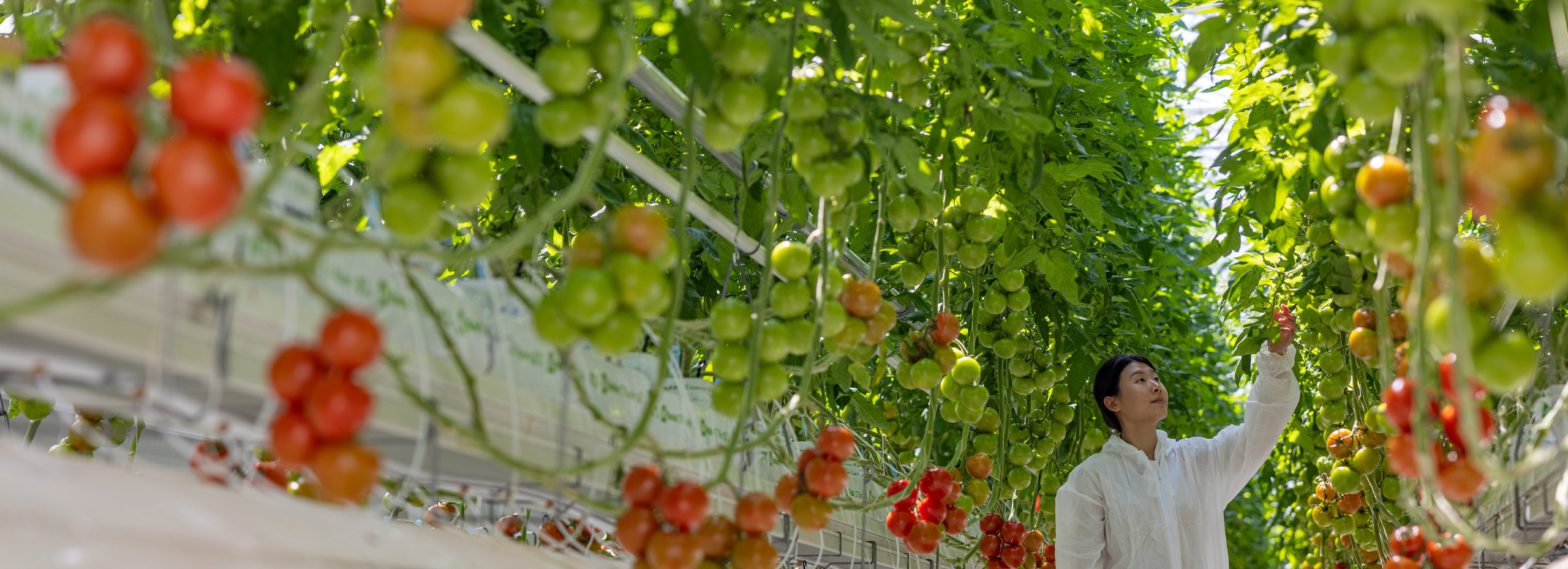 Employee in protective suit in greenhouse analyzing tomato crop