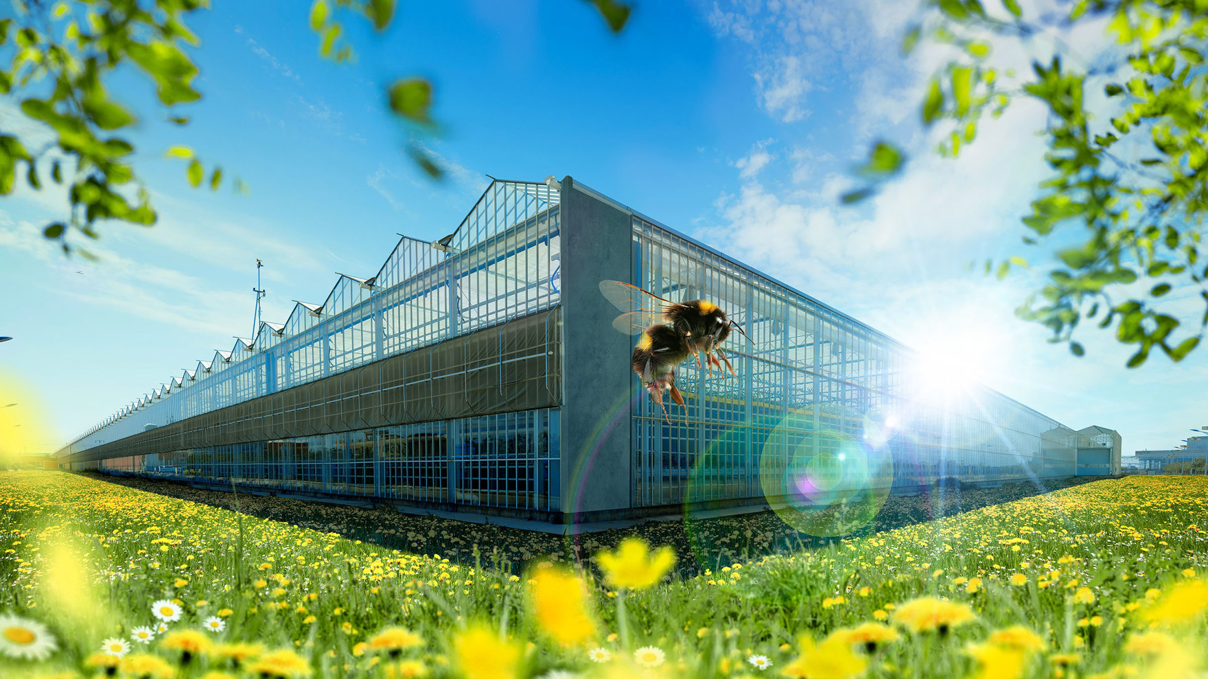 geel bloemenveld met glazen kas en bij als symbool voor duurzame kassenbouw