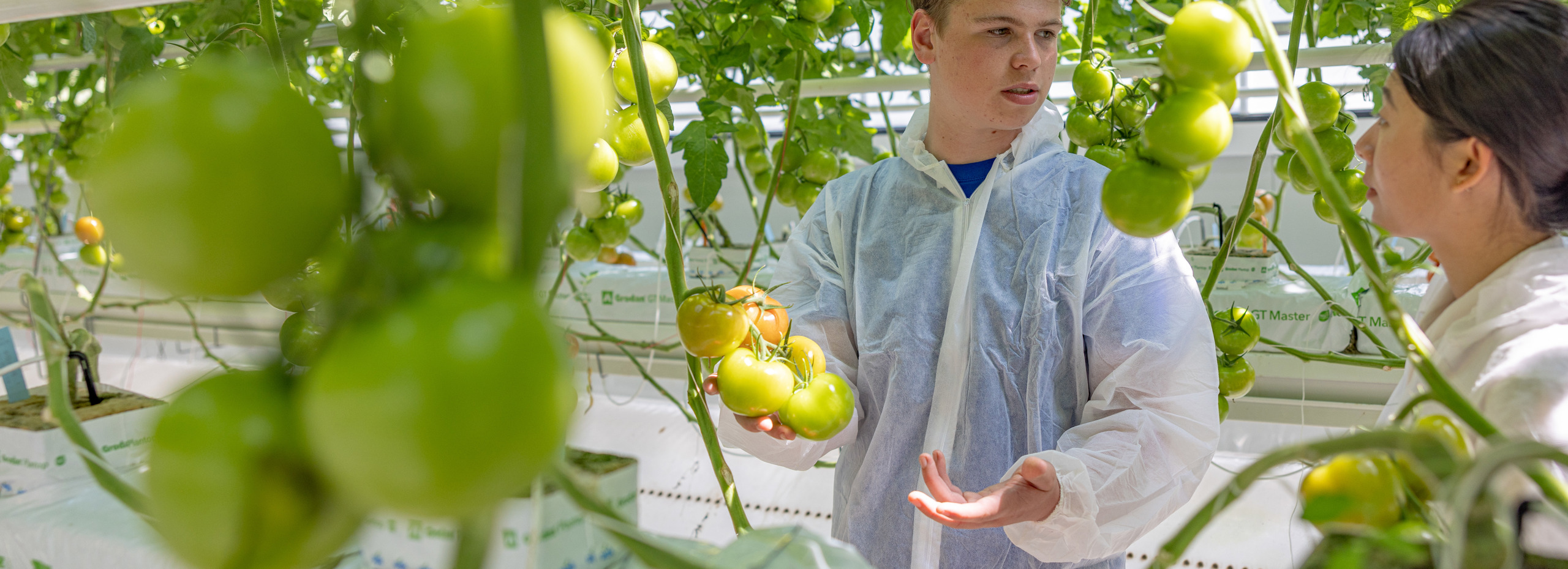 employee dialogue about vine tomatoes in a greenhouse